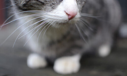 白色流火的独舞，伊萨克里程碑之夜的唯一性证明