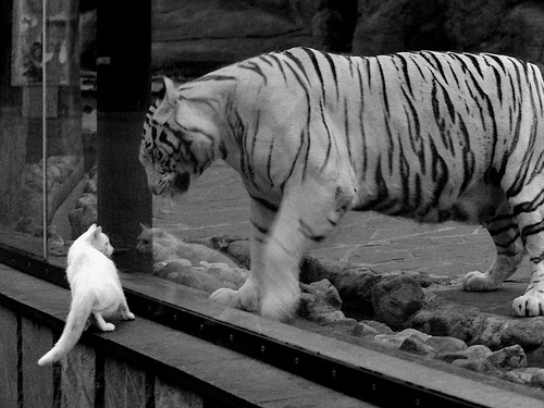 开云体育中国-破城锤对阵数据云，当劳塔罗的原始力量遭遇美国的科技篮球