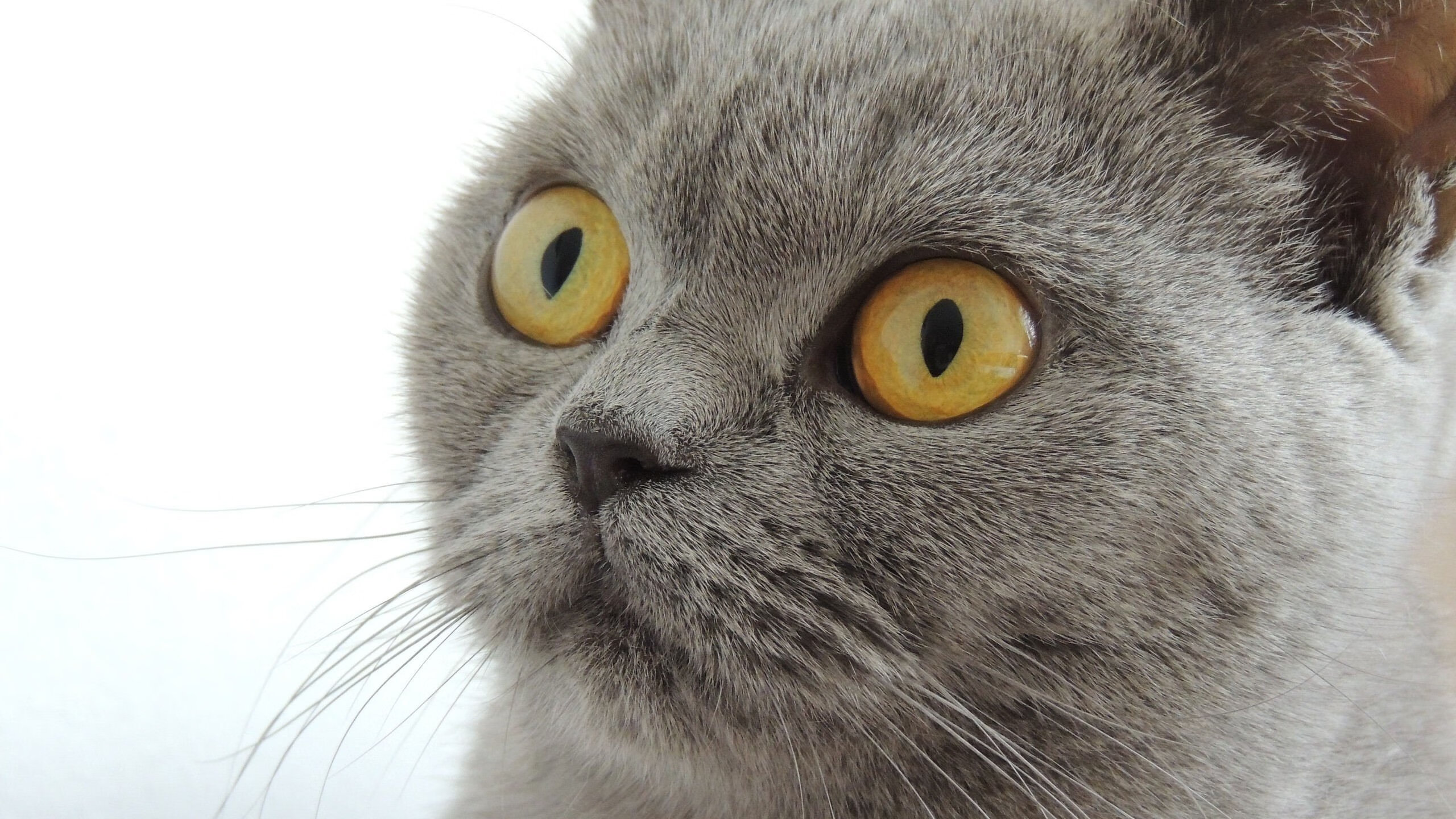 一记耳光，两片大陆，阿劳霍的奥林匹克宣言