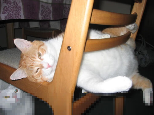 开云体育中国-改写篮球算法，当锡安的野兽节奏撕裂雄鹿与老鹰的精密程序