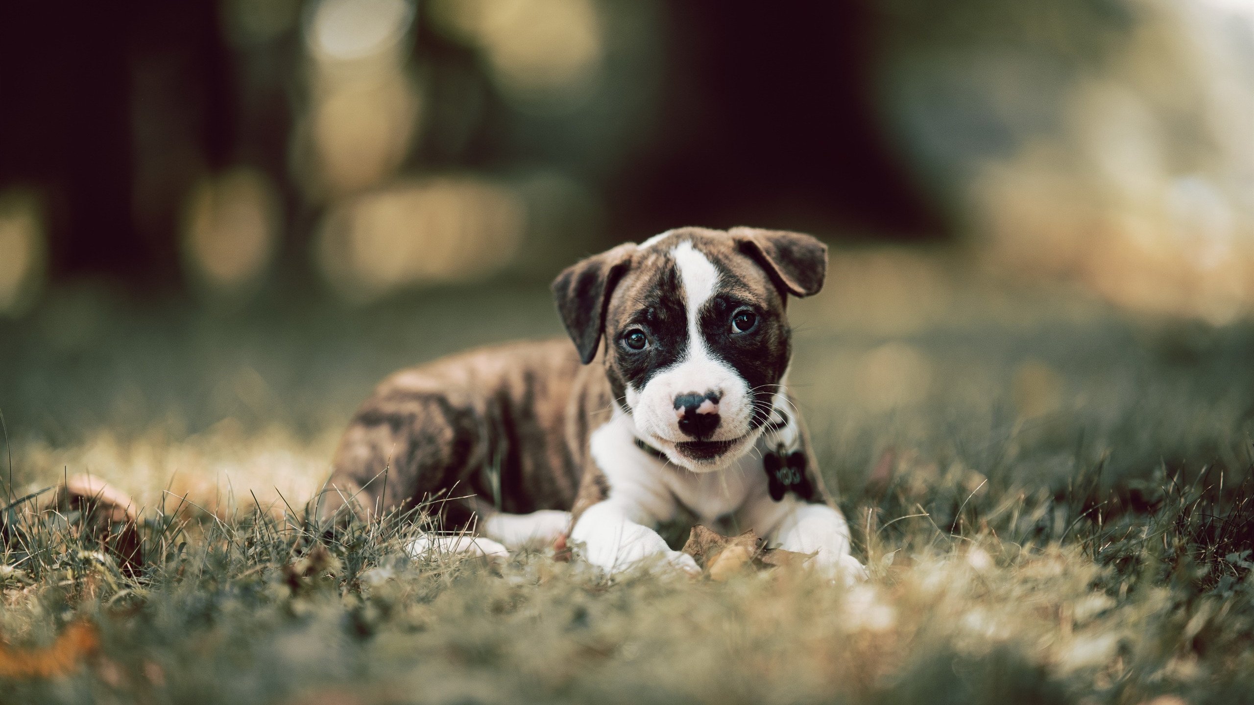 冰与火的乐章,哈登孤星爆发难敌爵士精密协奏