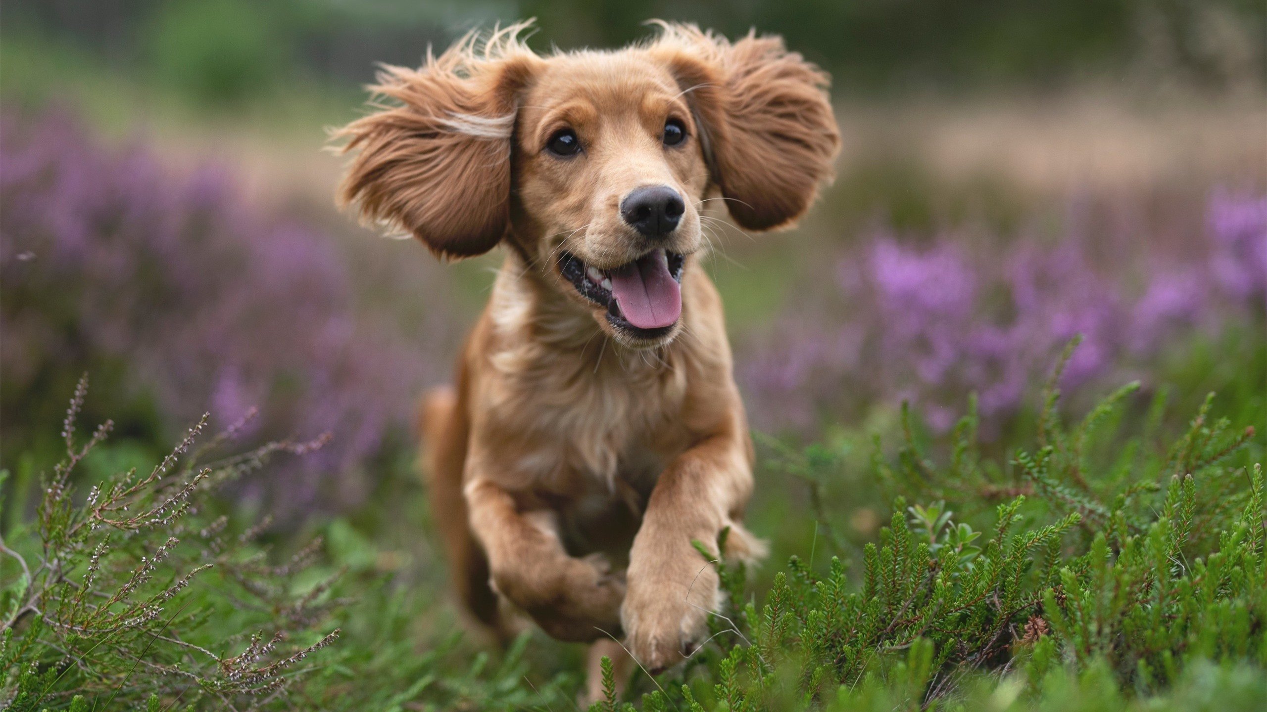 双线风暴,巴林赛道引擎轰鸣,圣城防线崩塌之夜