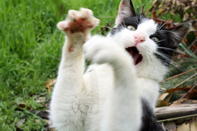 独行侠的缰绳与王座之争，当英格拉姆以鹰的节奏终结悬疑