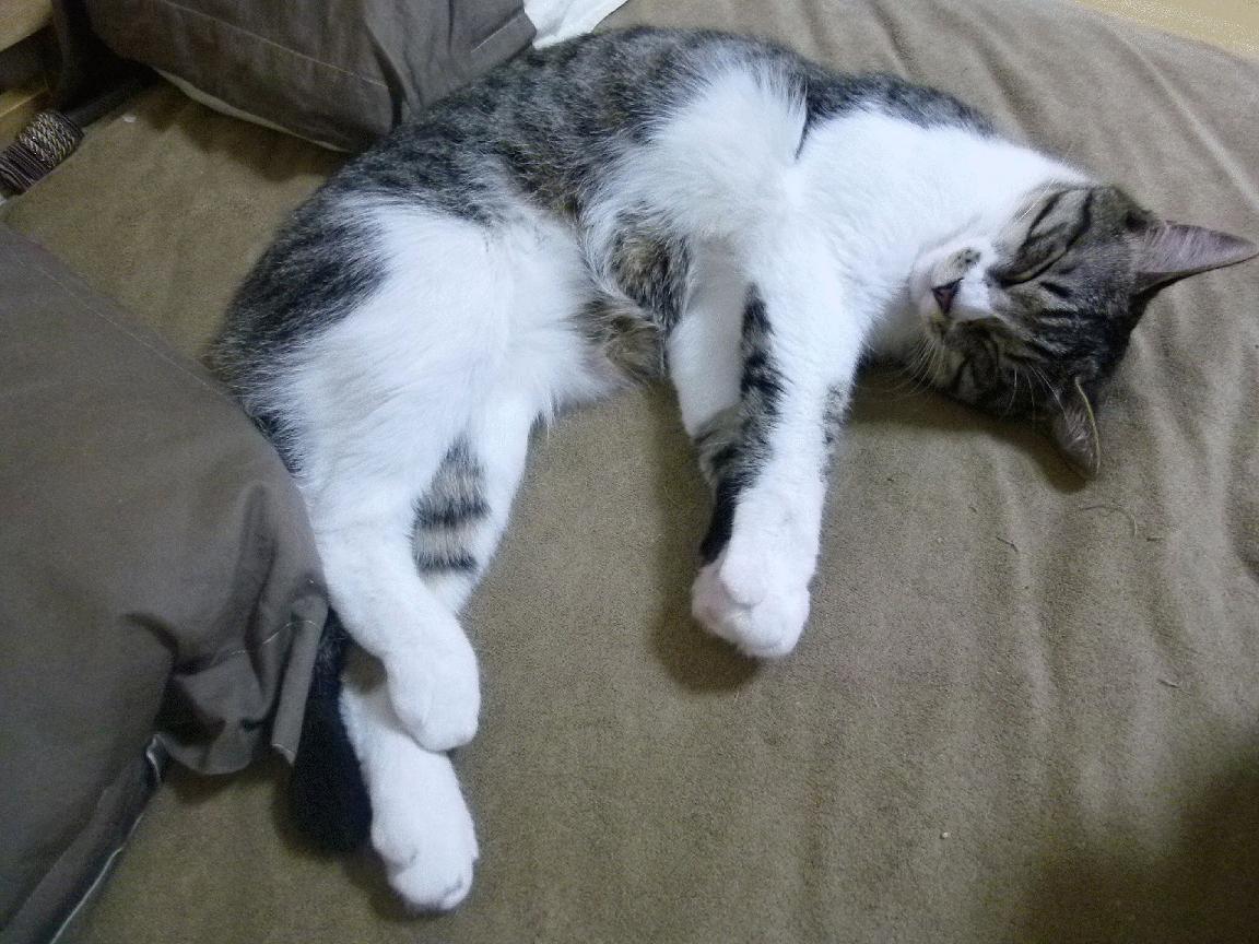 开云平台-暗夜权杖,当恩比德执笔书写世界排名的剧本