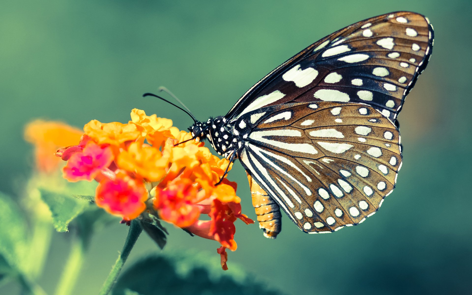 牙买加爆冷淘汰那不勒斯,凯恩关键一击定江山