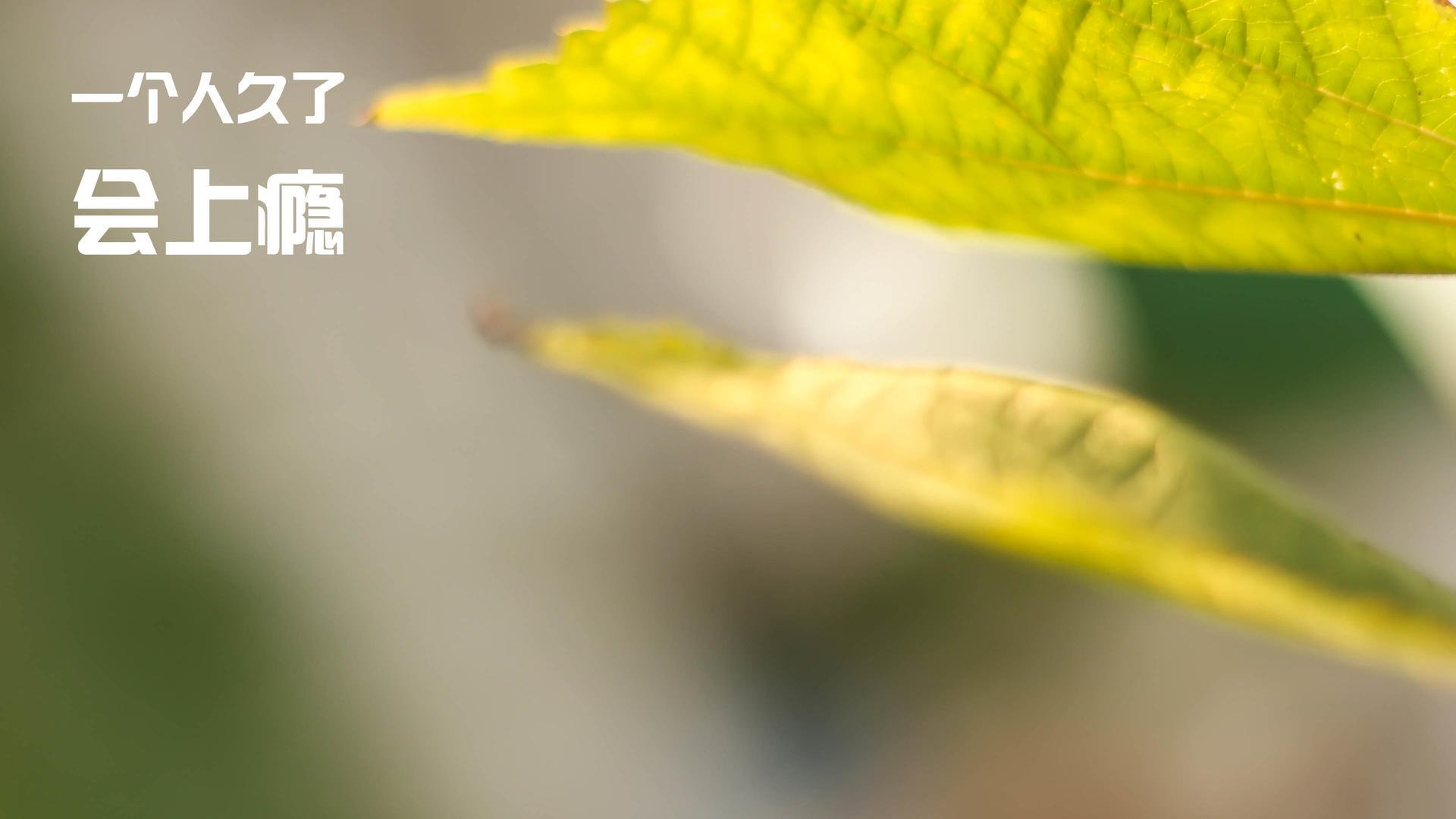 时空交汇的篮球盛宴,辽宁队巅峰对决NBA老鹰,杜兰特成关键先生