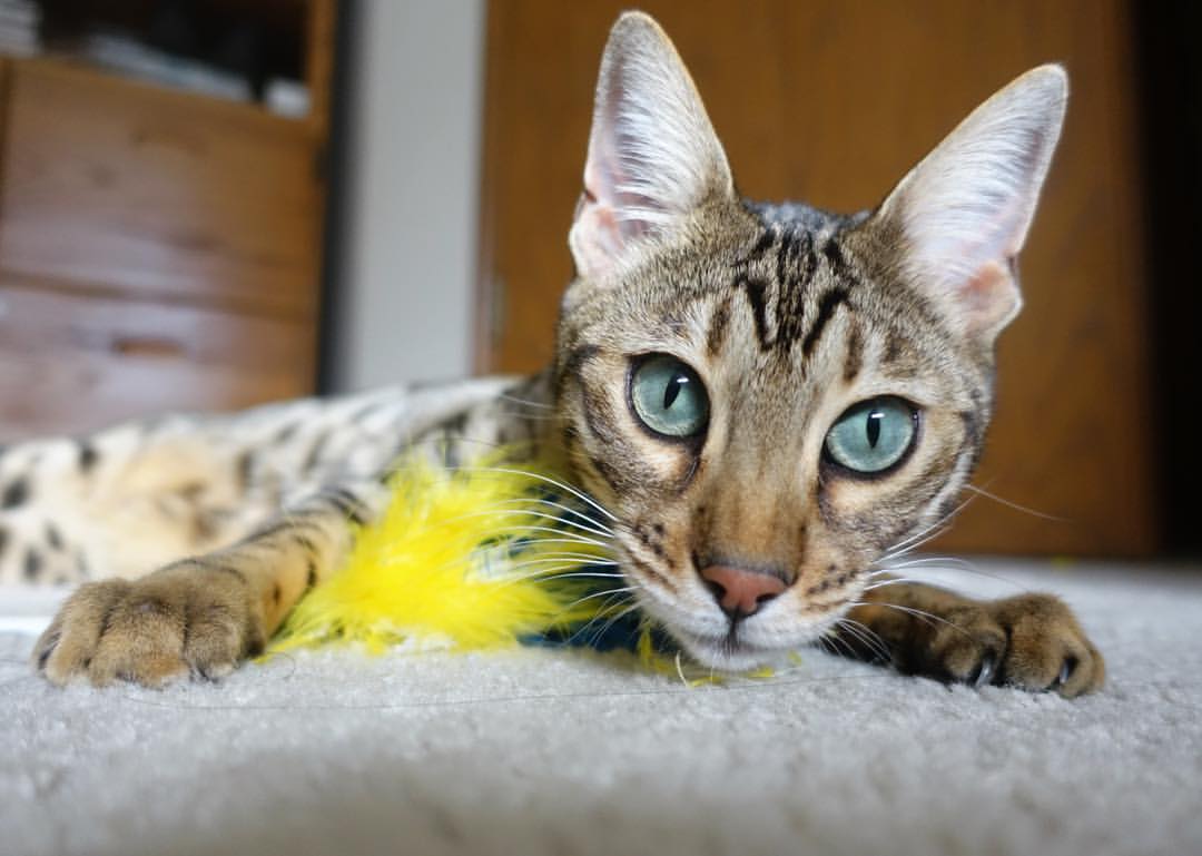 冰与火的对决，德罗赞爆燃夜，公牛巅峰之战中杀死上海队