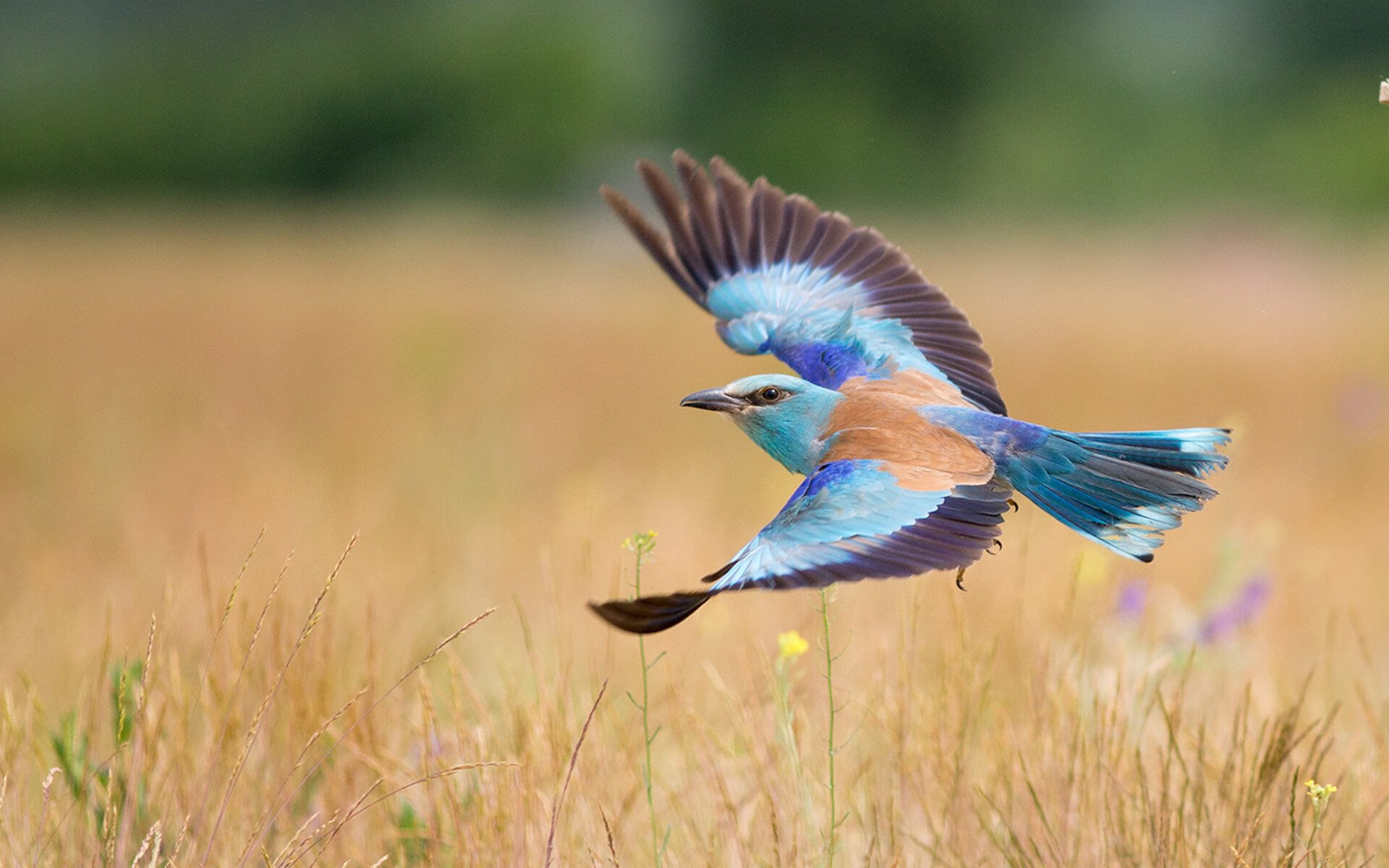 范戴克,安菲尔德铁闸的觉醒之战