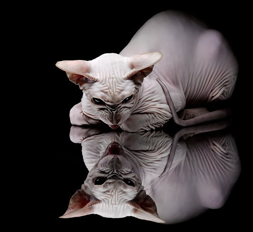 双城记，迪巴拉用脚赎罪，希腊以纪律正名—两种救赎的平行史诗