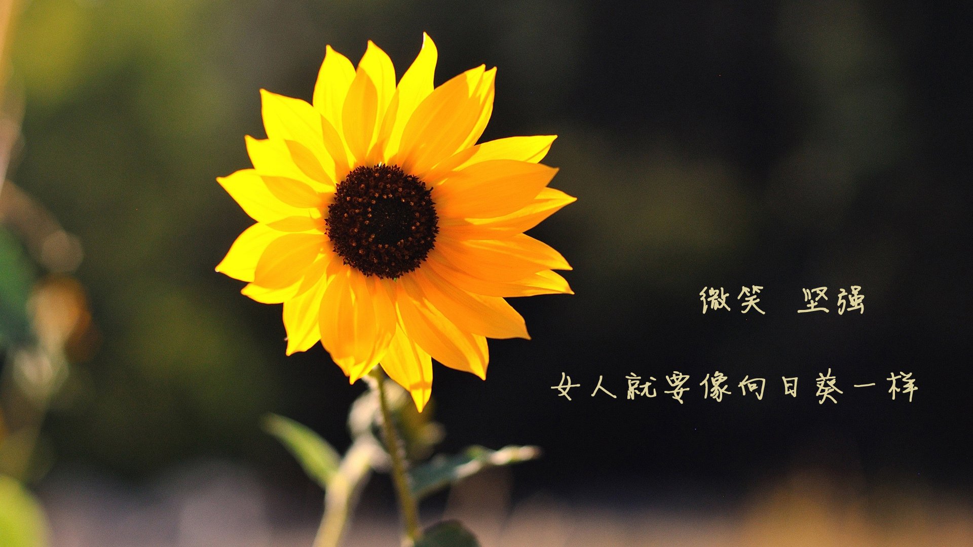 沙漠之狐的致命獠牙，2026世界杯焦点战，伊拉克绝杀乌兹别克斯坦，久保建英闪耀全场