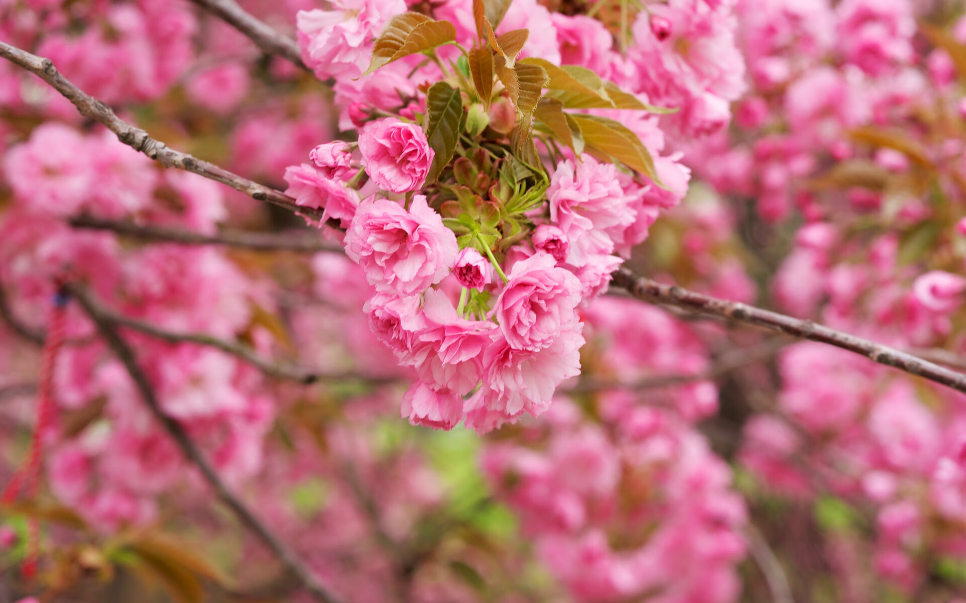 开云官网-沙漠风暴席卷安联，阿联酋三球完胜德国，三笘薰的闪电反击改写了世界杯剧本